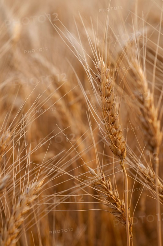 USA, South Dakota, Close-up of crop kernel