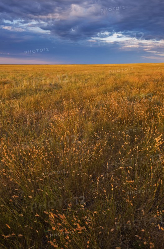 USA, South Dakota, Prairie grass field at sunset