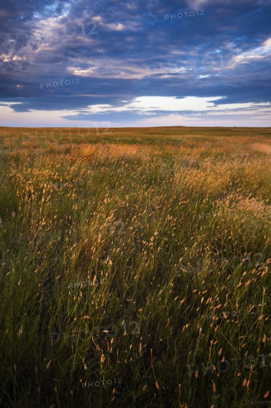 USA, South Dakota, Prairie grass field at sunset