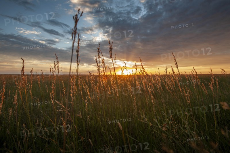 USA, South Dakota, Prairie grass field at sunset