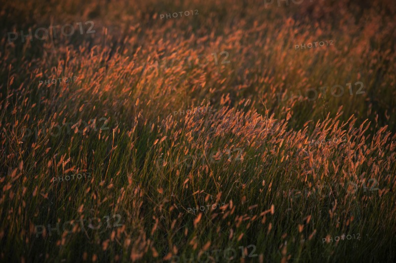 USA, South Dakota, Prairie grass field at sunset