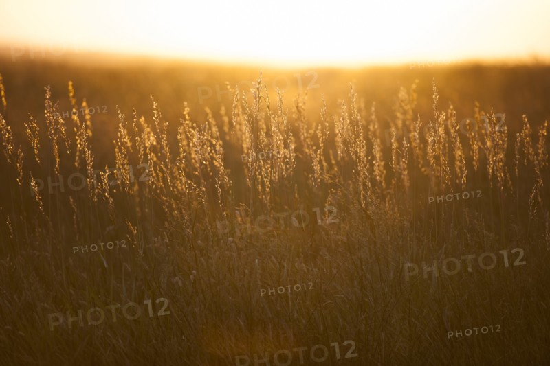 USA, South Dakota, Prairie grass field at sunset