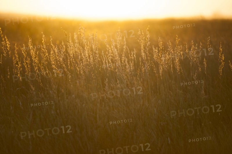 USA, South Dakota, Prairie grass field at sunset