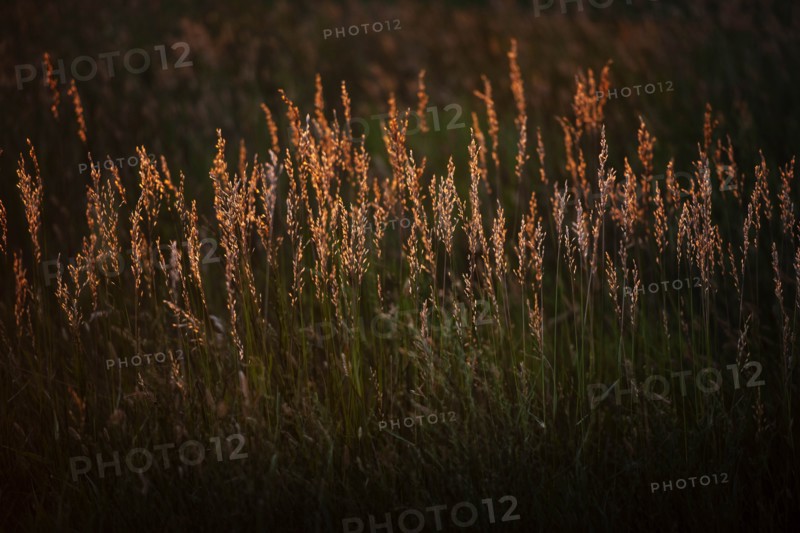 USA, South Dakota, Prairie grass field at sunset