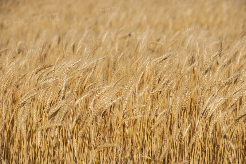 Golden wheat field
