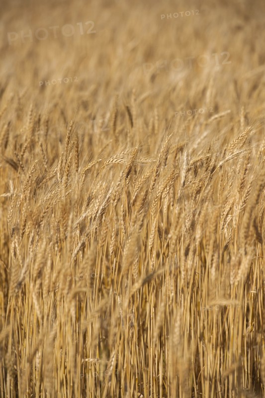 Golden wheat field