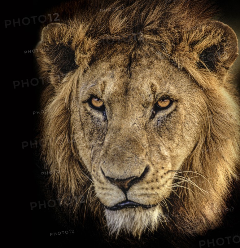 Africa, Tanzania, Head of male African Lion
