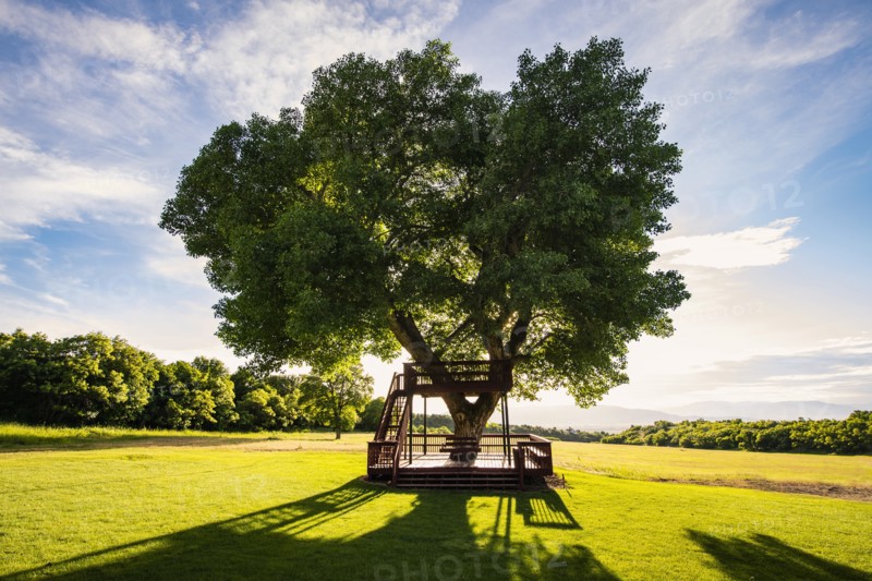 USA, Utah, Salem, Big tree with wooden tree house