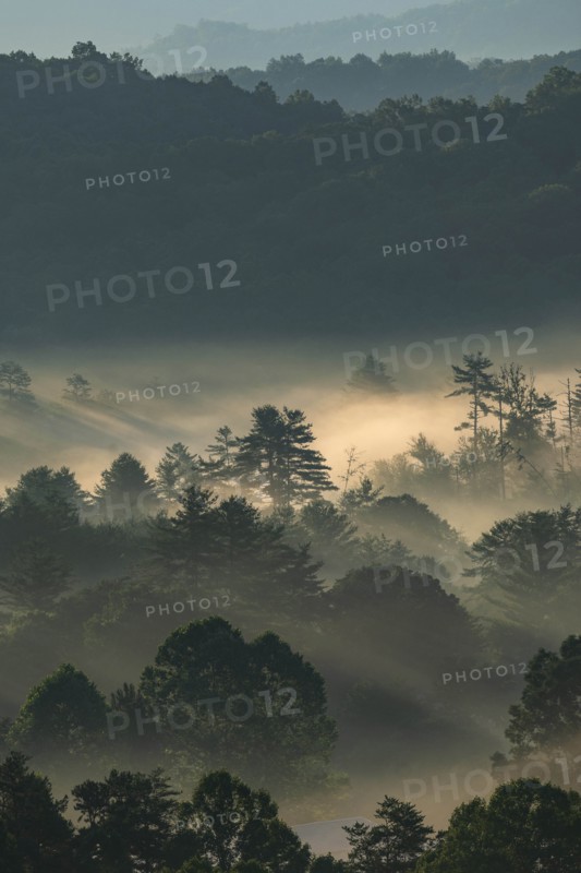 USA, Georgia, Fog above pine trees in Blue Ridge Mountains at sunrise