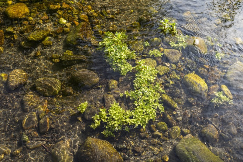 Close-up of water plant and rocks in shallow water