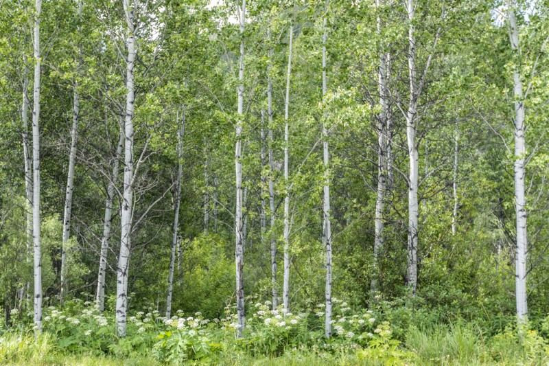 USA, Idaho, Sun Valley, Aspen trees growing in woodland