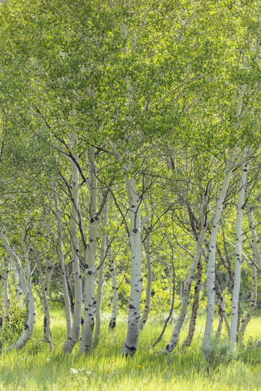 USA, Idaho, Sun Valley, Aspen trees growing in woodland