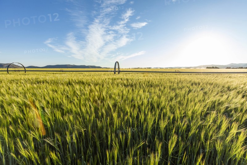 USA, Idaho, Sun Valley, Wheat field in summer