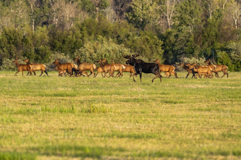 USA, Idaho, Sun Valley, Herd of wild animals in meadow