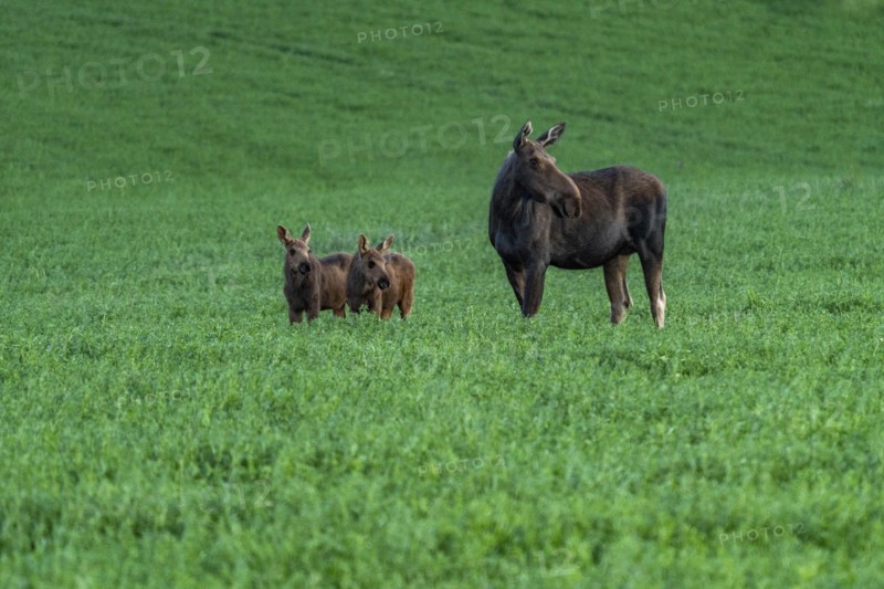 USA, Idaho, Sun Valley, Female moose with young ones in meadow
