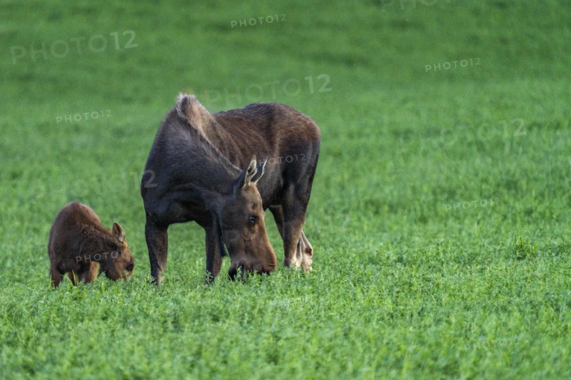 USA, Idaho, Sun Valley, Female moose with young one in meadow