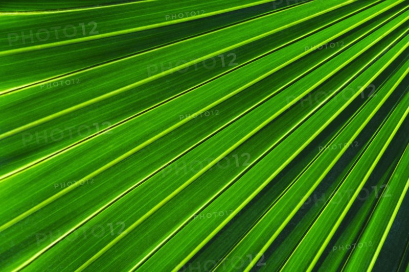 Close-up of large palm leaf