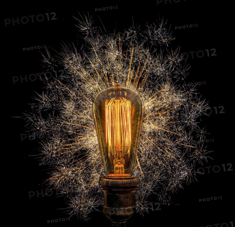 Edison light bulb with dandelion seeds on black background