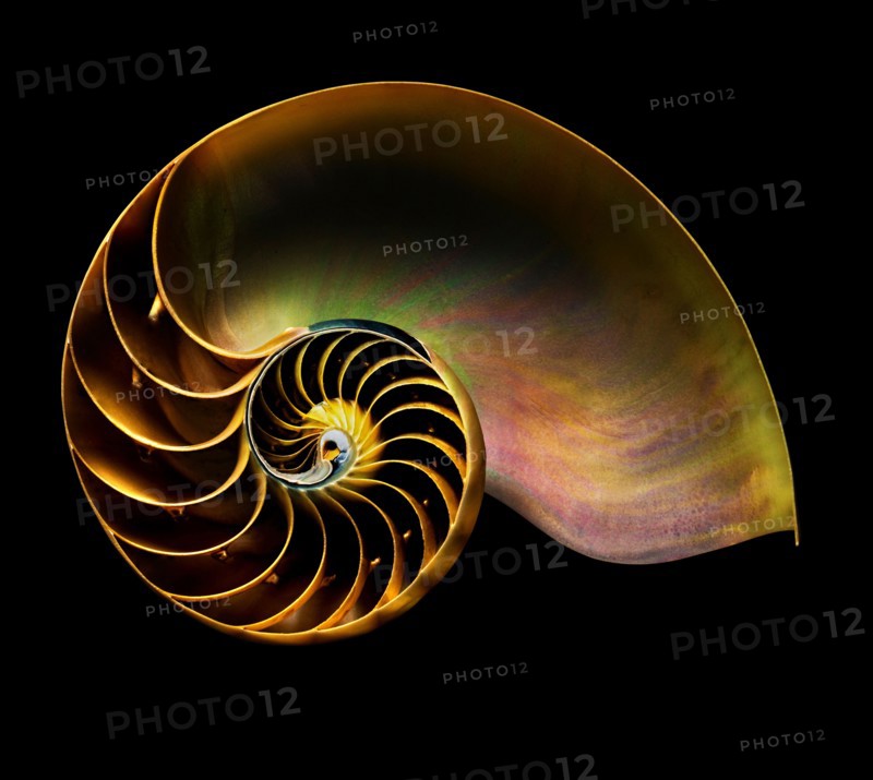 Nautilus shell on black background