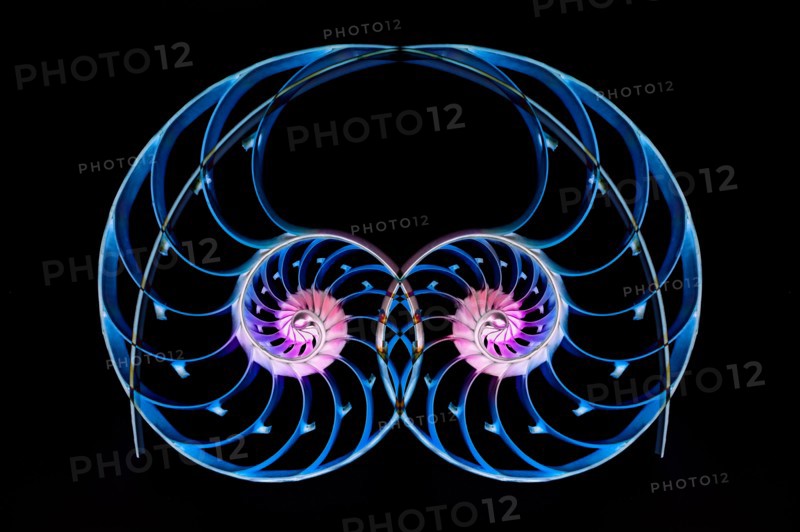 Nautilus shells on black background