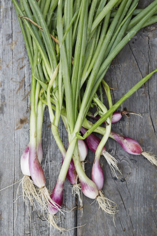 Ramps with roots and stems on wooden table