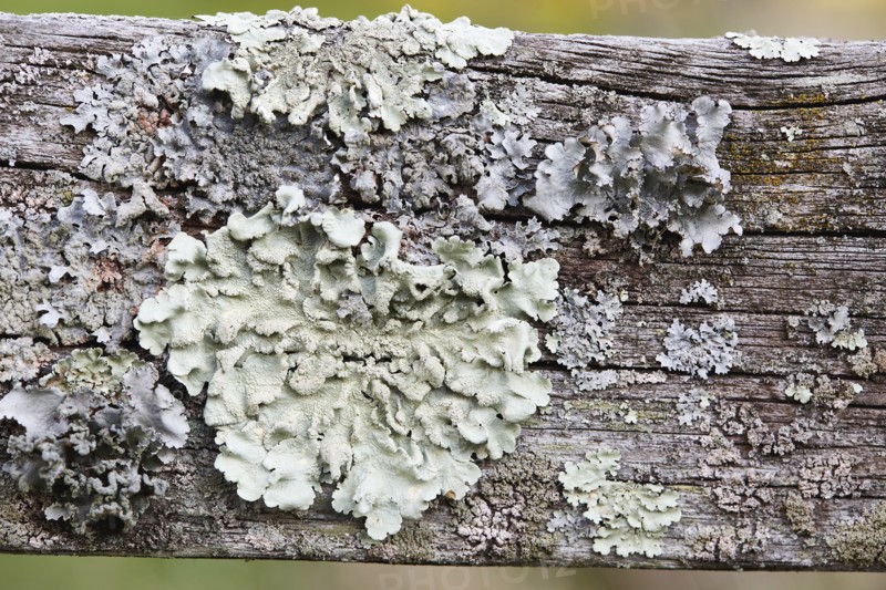 Close-up of lichen on wooden fence