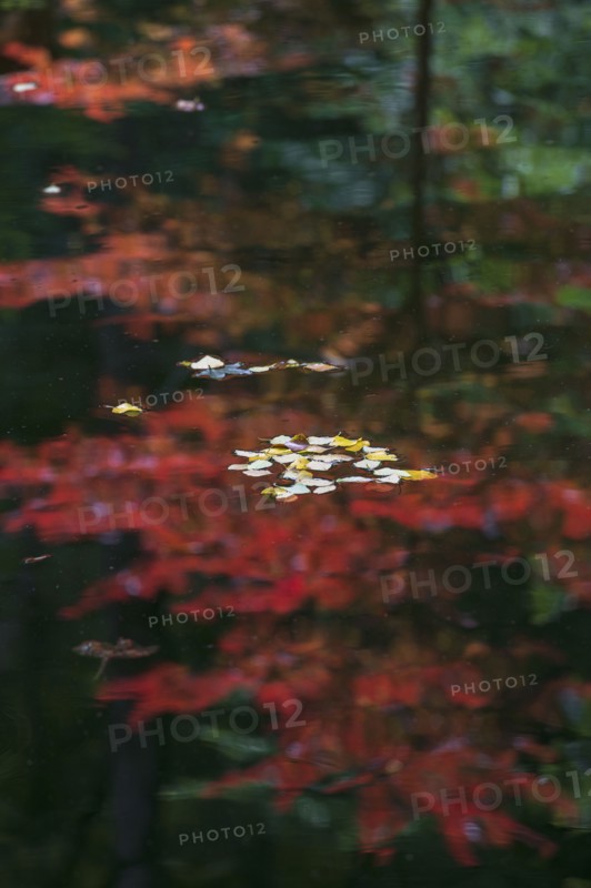 USA, Georgia, Leaves floating on water surface reflecting Autumn colored tree