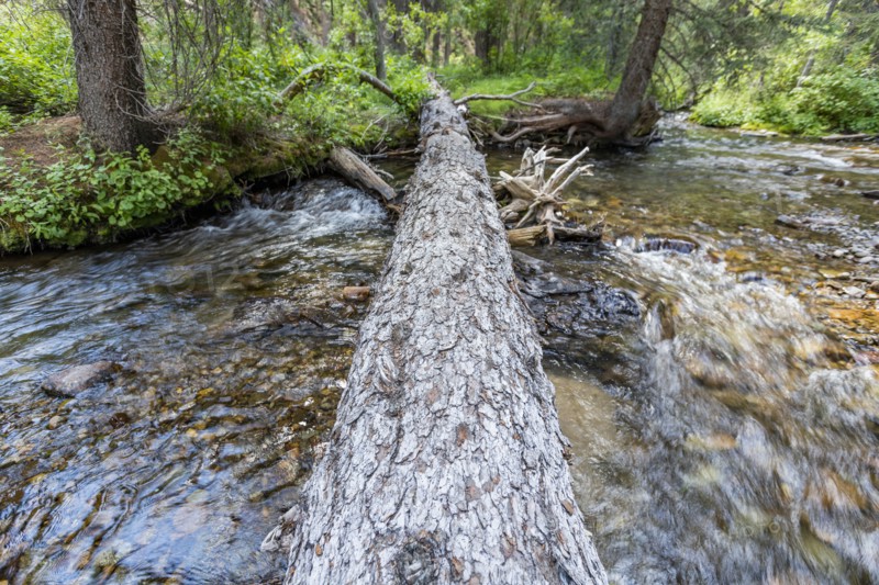 USA, Idaho, Sun Valley, Fallen tree over river in forest