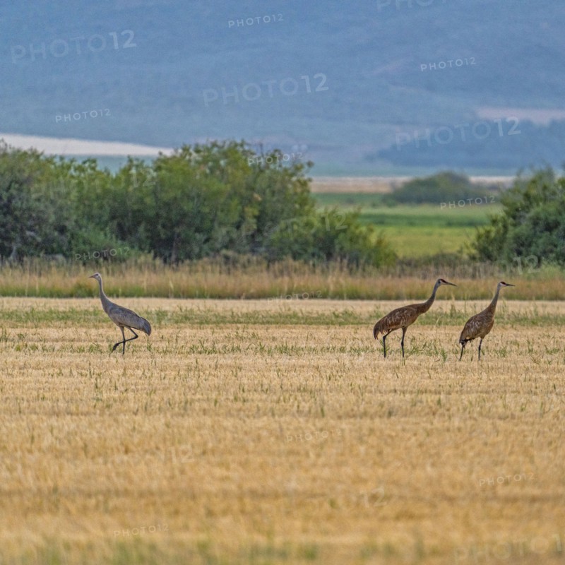 USA, Idaho, Bellevue, Sandhill cranes (Antigone canadensis) in stubble field