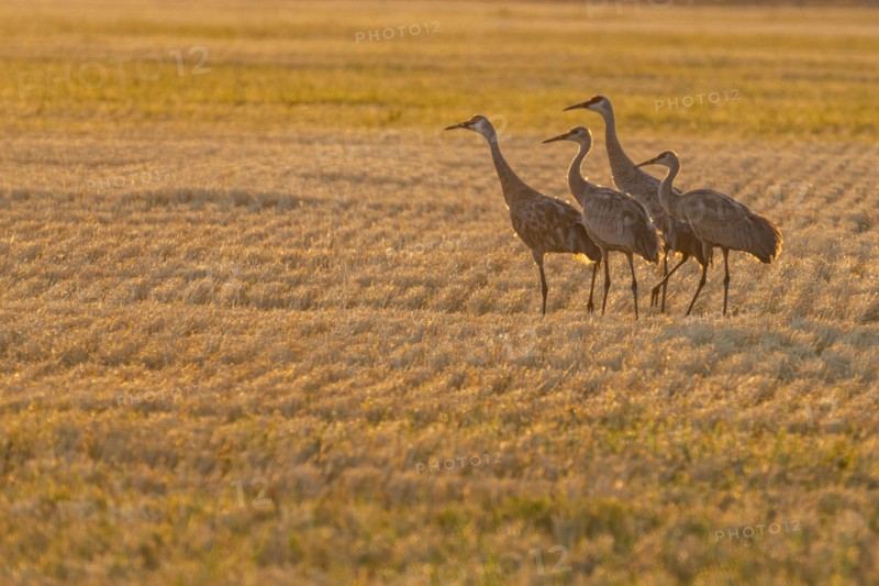 USA, Idaho, Bellevue, Sandhill cranes (Antigone canadensis) in stubble field