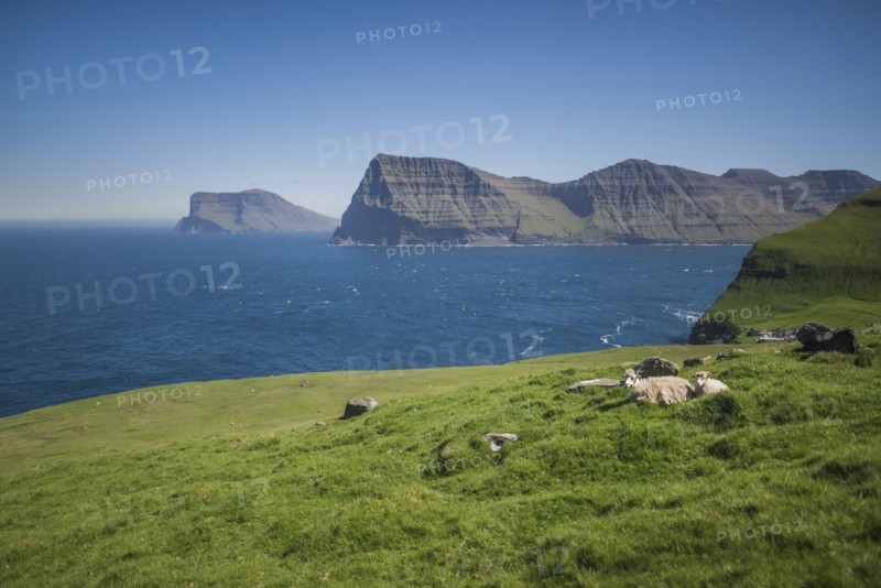 Denmark, Faroe Islands, Klaksvik, Trollanes, Sheep lying on coast