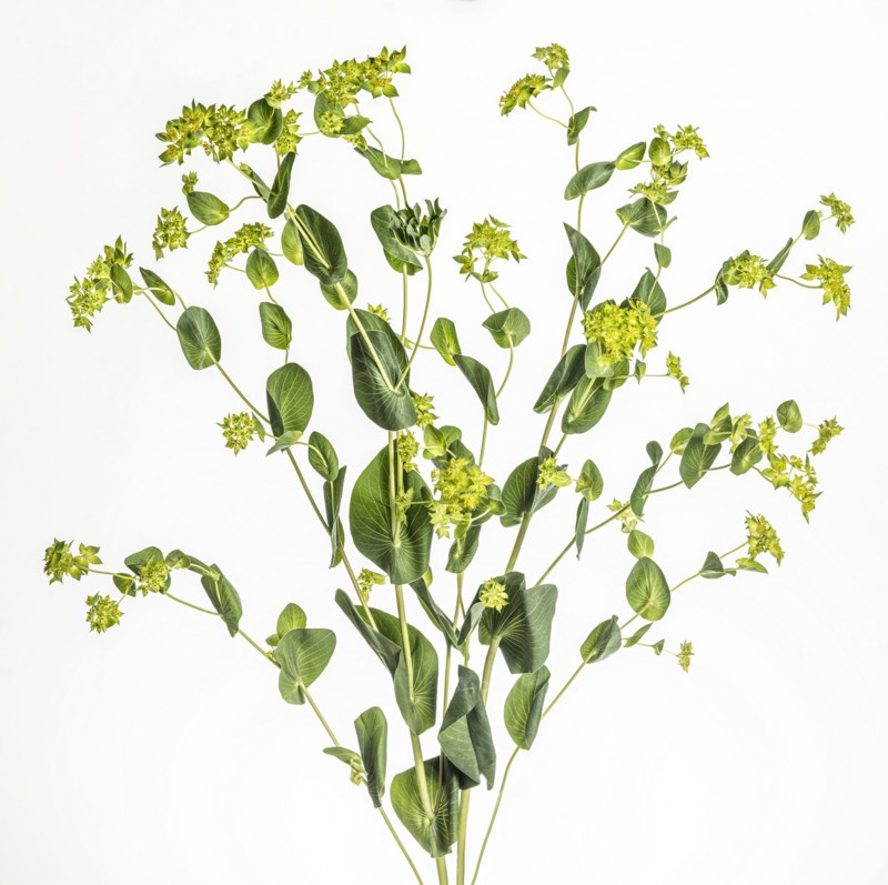 Studio shot of green leafy plant
