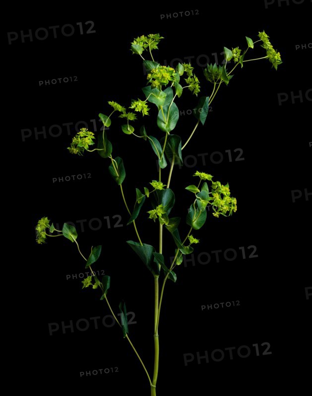 Studio shot of green leafy plant