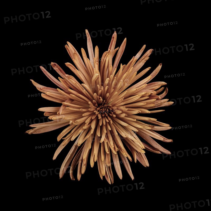 Studio shot of peach colored chrysanthemum