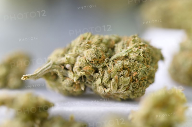 Close-up of cannabis buds
