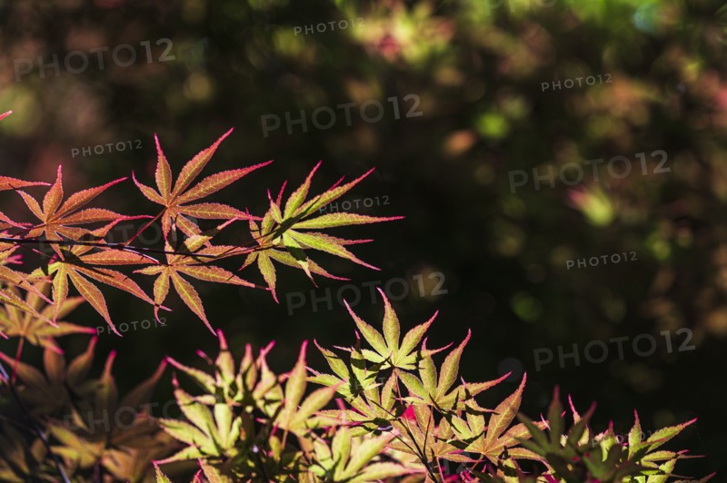 Japanese Maple tree leaves