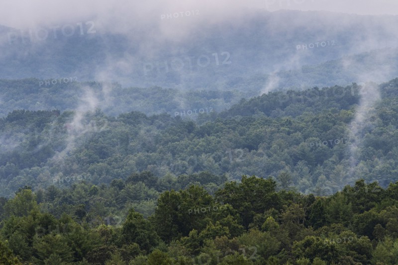 Foggy forest in Blue Ridge Mountains
