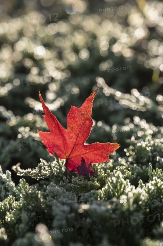 Fallen maple leaf on grass