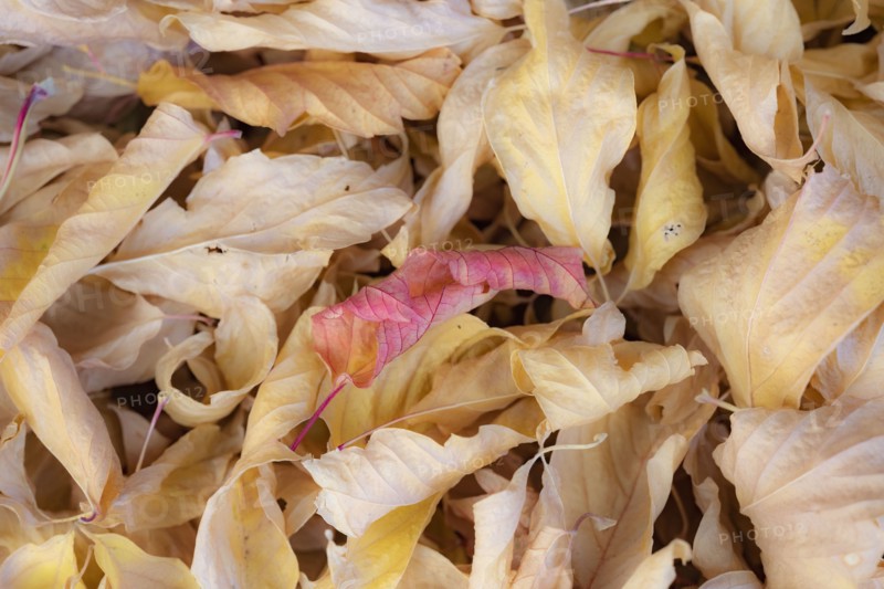 Heap of fallen autumn leaves