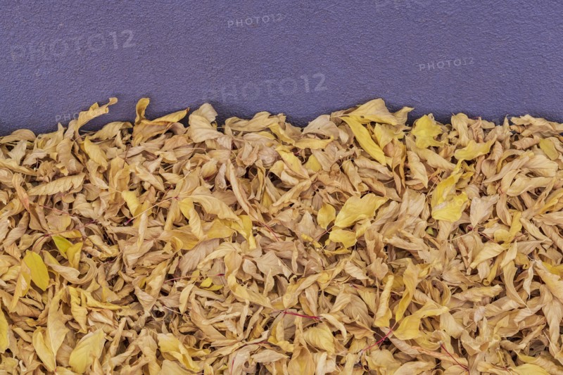 Heap of fallen autumn leaves