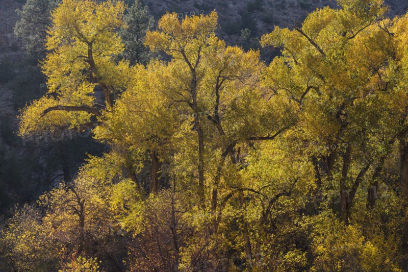Cottonwood trees in Bandelier National Monument