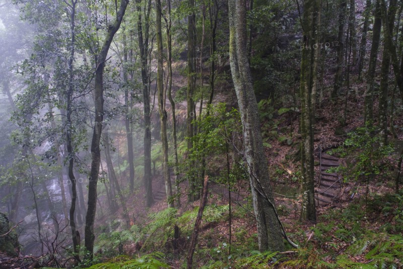 Misty rain forest in Blue Mountains National Park