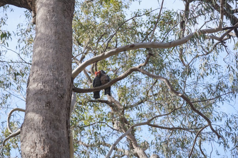 Cockatoos in Ganguddy-Dunns Swamp