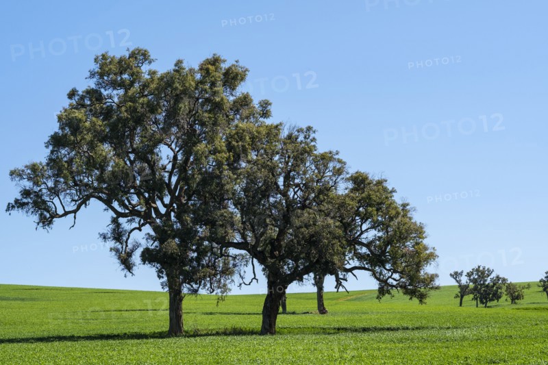 Trees under blue sky