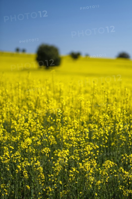 Yellow turnip field with blue sky