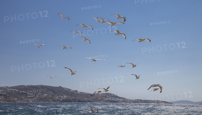 Seagulls flying over sea