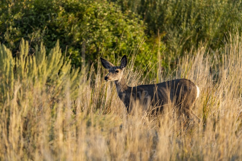 Doe standing in tall grass