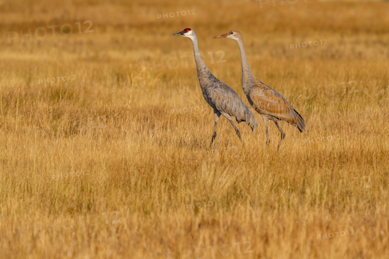 Sandhill Cranes (Antigone canadensis) walking in grass