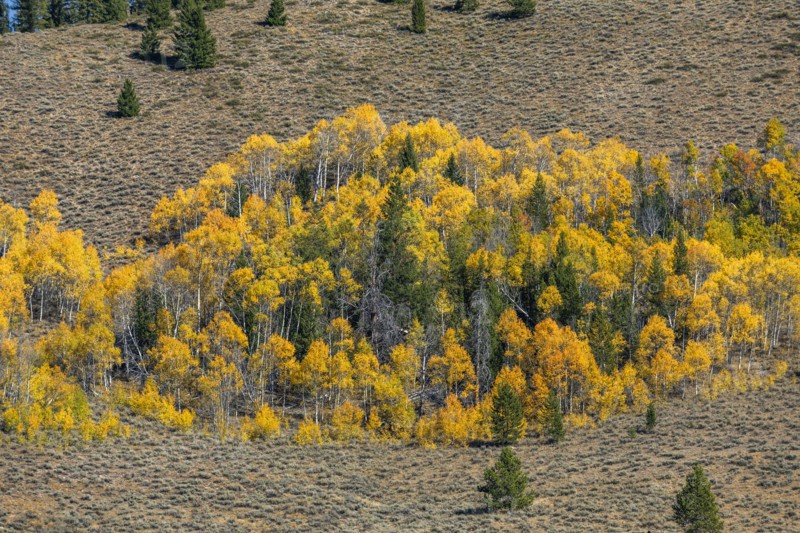 Yellow aspen trees in mountain landscape