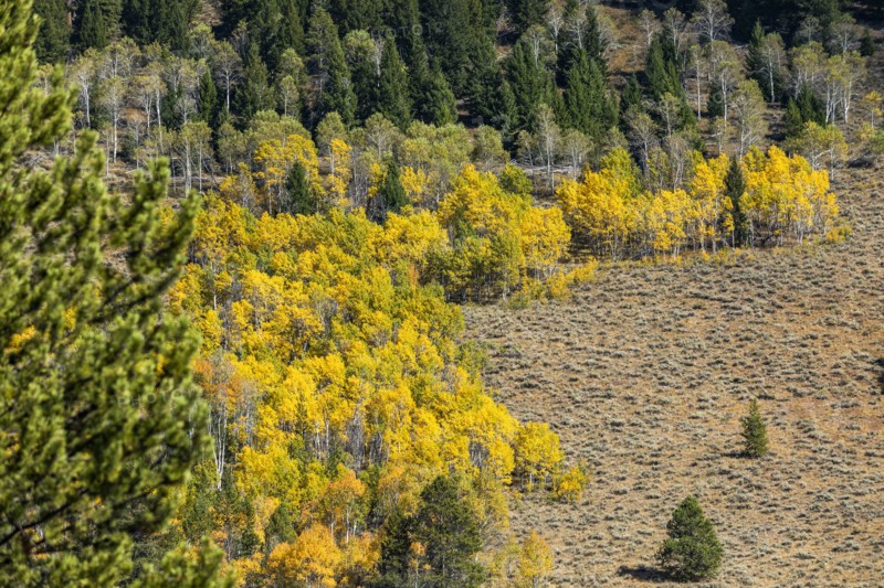 Yellow aspen trees in mountain landscape